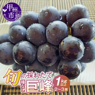ふるさと納税 甲州市 [2026年 先行受付]山梨県産 旬の採れたて種無し巨峰1.0kg以上(2〜3房)