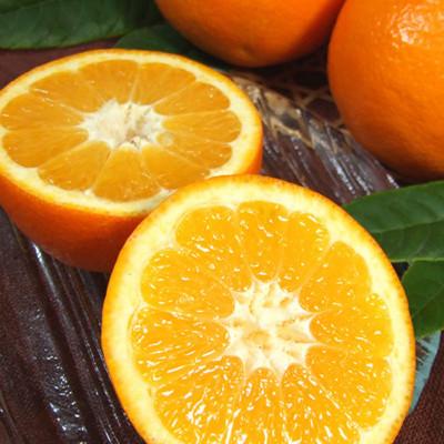 ふるさと納税 広川町 伊予柑(いよかん)[約5kg]和歌山県有田産春みかん(果実サイズおまかせ) 2026年1月より発送