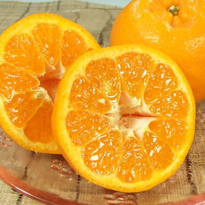 ふるさと納税 広川町 ポンカン[約5kg]和歌山県有田産 春みかん (果実サイズおまかせ) 2026年1月より発送