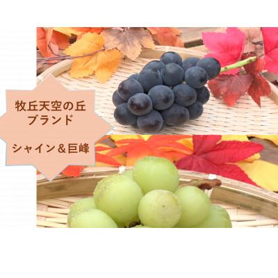 ふるさと納税 山梨市 [2026年発送]牧丘天空の丘ブランド「シャインマスカット+キング巨峰」約1kg