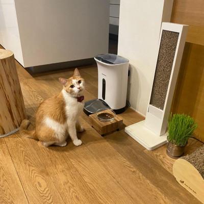 ふるさと納税 福岡市 ペットフードテーブル hole S(福岡市内製造)(ガラスボウル付き)(福岡市) VL011の画像