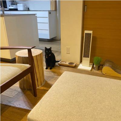 ふるさと納税 福岡市 ペットフードテーブル carving SS 2連(福岡市内生み出すこと)(玻璃どんぶり鉢付き添い人) VL016