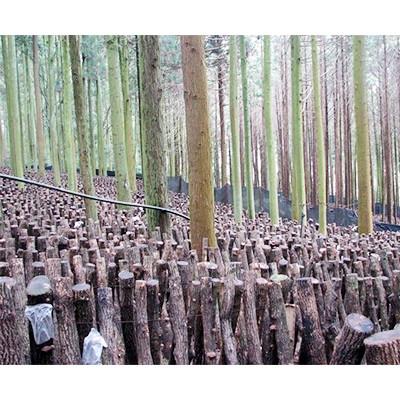 ふるさと納税 別府市 大分県産徳用こうしん椎茸100g 原木栽培 干し椎茸 |  | 02