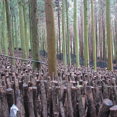 ふるさと納税 別府市 大分県産大玉どんこ椎茸220g　原木栽培 肉厚干し椎茸_3