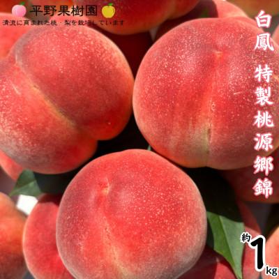 ふるさと納税 錦町 [先行予約! 2026年6月中旬〜発送] 白桃 白鳳 約1kg 桃源郷錦[平野果樹園]