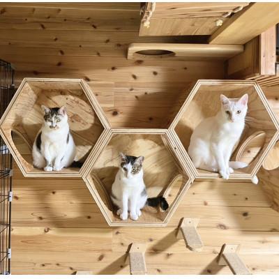 ふるさと納税 丹波篠山市 甘々の猫たちと遊べる、丹波篠山の保護犬猫カフェLA-HOJUの1時間利用券(ペットボトル1本付)