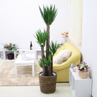 ふるさと納税 筑前町 青年の木 (ユッカ) 10号 ブラウンバスケット鉢カバー 土の表面:ウッドチップ