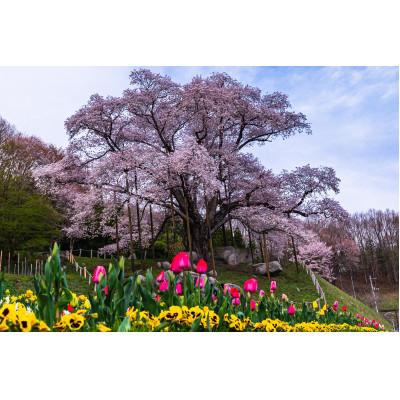 ふるさと納税 古殿町 [返礼品なし]地域資源保全事業