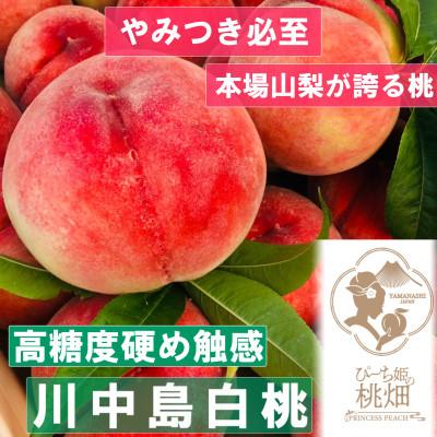 ふるさと納税 甲州市 [高糖度硬め川中島白桃]大玉の人気品種1kg 2026年8月上旬より順次発送