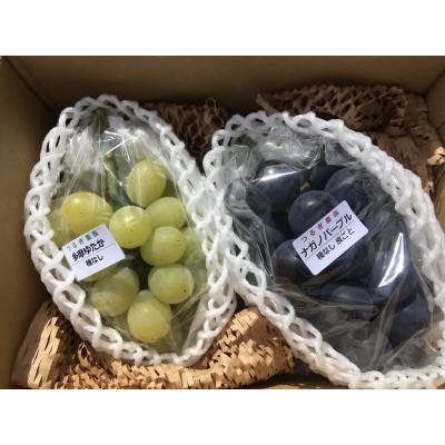 ふるさと納税 富山市 富山県富山市産ぶどう 品種おまかせセット1.2kg程度
