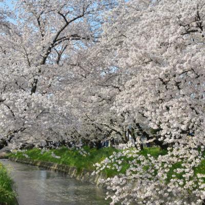 ふるさと納税 岩倉市 [返礼品なし]岩倉五条川の桜並木保全プロジェクト〜あなたも岩倉五条川の桜を守る応援団〜