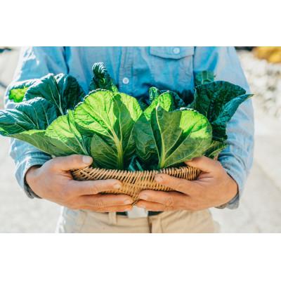 ふるさと納税 下北山村 [返礼品なし]特産品の育成及び地域産業の振興に関する事業