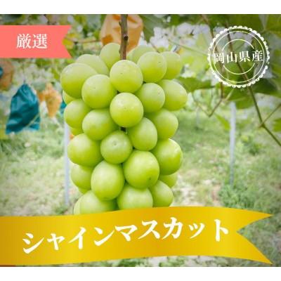 ふるさと納税 岡山市 [2026年発送]朝採り直送!さつきぶどう園シャインマスカット1房600g前後[フルーツ王国岡山]