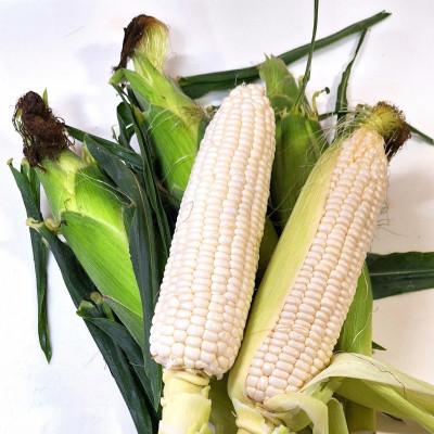 ふるさと納税 観音寺市 ご家庭用細物ホワイトコーン 約3.5kg