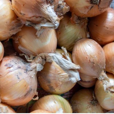 ふるさと納税 高松市 訳ありそのまんま玉ねぎ 約3kg