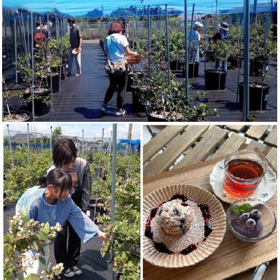 ふるさと納税 阿南市 ブルーベリーの旅!摘み&amp;スイーツ体験チケット