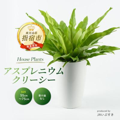 ふるさと納税 指宿市 [観葉植物]アスプレニウム・クリーシー 55cm〜75cm(IB165-010)