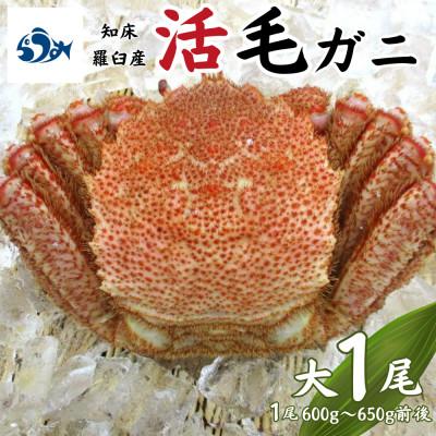 ふるさと納税 羅臼町 [先行予約]活毛がに 大サイズ 1尾(600g〜650g前後) 4月中旬以降順次発送