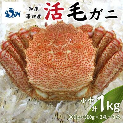 ふるさと納税 羅臼町 [先行予約]活毛がに 計1kg(小中サイズ 300g〜500g×2尾〜3尾) 4月中旬以降順次発送