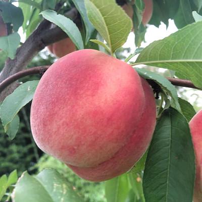 ふるさと納税 鶴岡市 桃(「あかつき」か「川中島」のいずれか1種)約2kg