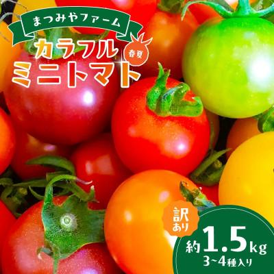 ふるさと納税 京丹後市 [訳あり]宝石のような輝き!カラフルミニトマト 約1.5kg(春夏) 2026年5月下旬〜順次発送