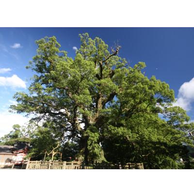 ふるさと納税 姶良市 [返礼品なし]日本一の巨樹「蒲生の大クス」保護事業をご支援ください!