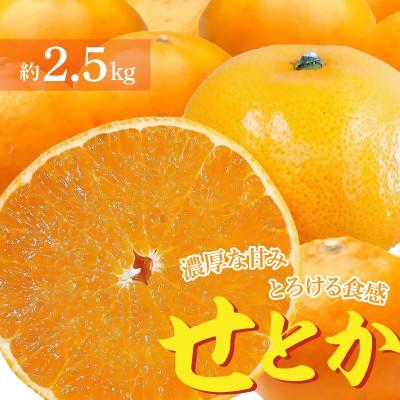 ふるさと納税 三豊市 [造田商店]濃厚な甘み とろけるような 食感の「せとか」 約2.5kg 1箱 9〜14個