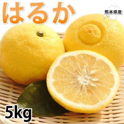 ふるさと納税 宇城市 はるか みかん 5kg[2026年1月下旬から2026年4月下旬発送予定](宇城市)