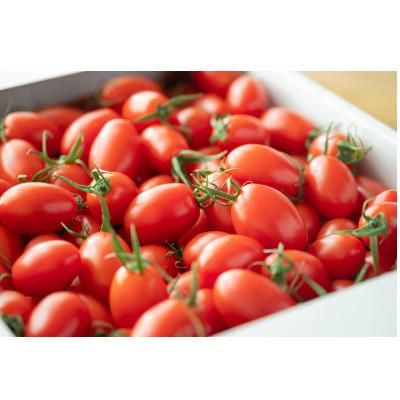 ふるさと納税 玉名市 ミニトマト「トマランタン」