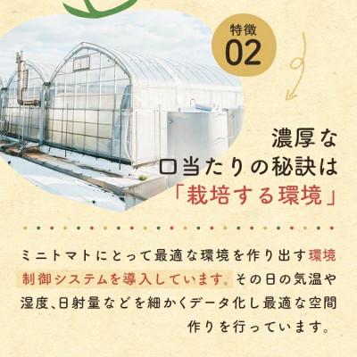 ふるさと納税 玉名市 ミニトマト「トマランタン」1kg_2