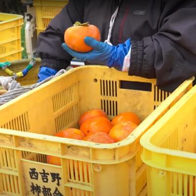 ふるさと納税 五條市 【2026年発送】奈良県産　富有柿 約3.5kg(11〜13個) 日本野菜ソムリエ協会大賞受賞品! |  | 02