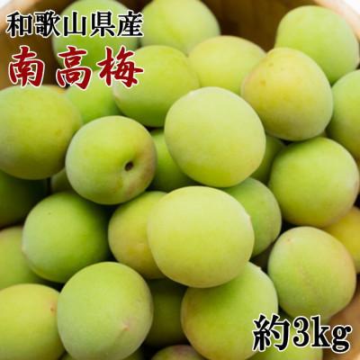 ふるさと納税 かつらぎ町 [和歌山名産]南高梅約3kg(サイズ混合)(かつらぎ町)[6月上旬〜下旬順次発送]