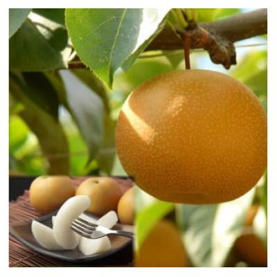 ふるさと納税 若桜町 訳あり 新甘泉(しんかんせん) 3kg前後