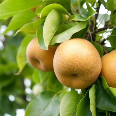 ふるさと納税 若桜町 秋栄梨 3kg