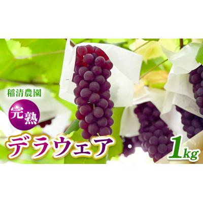 ふるさと納税 柏原市 [2026年先行予約]こだわりの完熟デラウェア1kg(5房前後)6月中旬〜7月下旬発送分