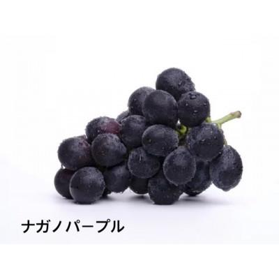 ふるさと納税 城里町 桐箱入りナガノパープル1房・ピオーネ1房 県内共通返礼品:かすみがうら市産