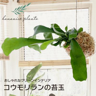 ふるさと納税 和泉市 苔玉 コウモリラン/ビカクシダ おしゃれなグリーンインテリア 癒しの植物 | 