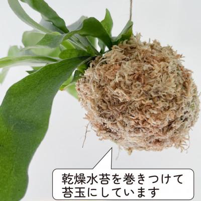 ふるさと納税 和泉市 苔玉 コウモリラン/ビカクシダ おしゃれなグリーンインテリア 癒しの植物 |  | 02