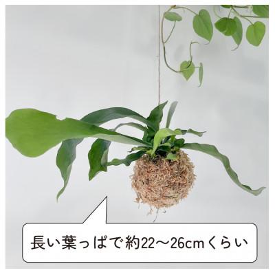 ふるさと納税 和泉市 苔玉 コウモリラン/ビカクシダ おしゃれなグリーンインテリア 癒しの植物 |  | 03