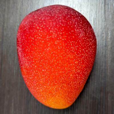 ふるさと納税 名護市 [2026年発送]TROPICAL FIELD モリ之ナカの極撰マンゴー約1.5kg(3〜5玉)