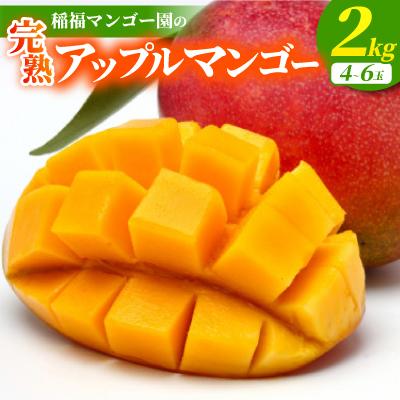 ふるさと納税 名護市 [2026年7月から順次発送・良品]稲福マンゴー園の完熟アップルマンゴー2kg(4〜6玉)