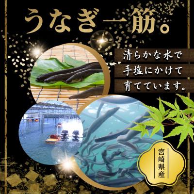 ふるさと納税 都城市 宮崎県育ちのうなぎ蒲焼2尾約300g≪山椒・たれ付≫(都城市)_2