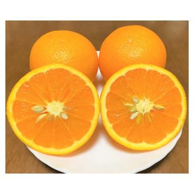 ふるさと納税 印南町 地元印南町産の清見オレンジ約2kg(L〜3Lサイズ6〜8個)