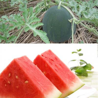 ふるさと納税 北栄町 黒皮(深緑)種無しスイカ(大 7kg以上)1玉(※こちらの返礼品は大栄西瓜ではありません)