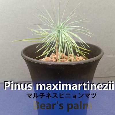 ふるさと納税 大田原市 ピニョンマツ(Pinus maximartinezii)鉢底から15-25cm 栃木県大田原市