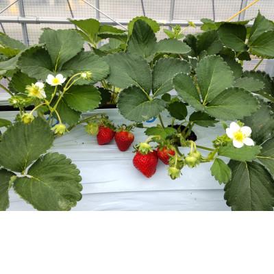 ふるさと納税 茅野市 長野県茅野市産 いちご キッツ苺/信大BS8-9 1箱 500g