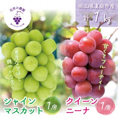 ふるさと納税 真庭市 [2026年先行受付]岡山 花笑み農園の『クイーンニーナ&amp;シャインマスカット』1kg(2房)QS-1