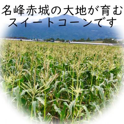ふるさと納税 昭和村 朝採とうもろこし2027年7月上旬より順次発送【8本】 |  | 01
