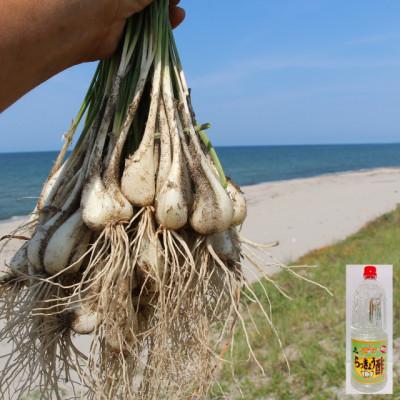 ふるさと納税 北栄町 朝堀り玉らっきょうと老舗のらっきょう酢セット