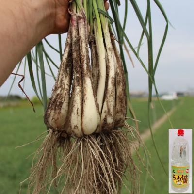 ふるさと納税 北栄町 朝堀りらくだらっきょうと老舗のらっきょう酢セット